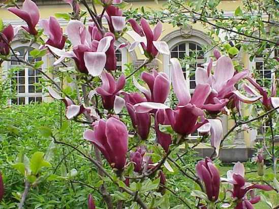 Magnolia_liliiflora.jpg