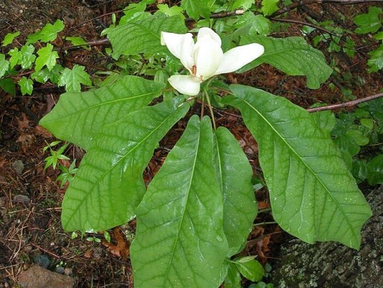 Magnolia_macrophylla.jpg