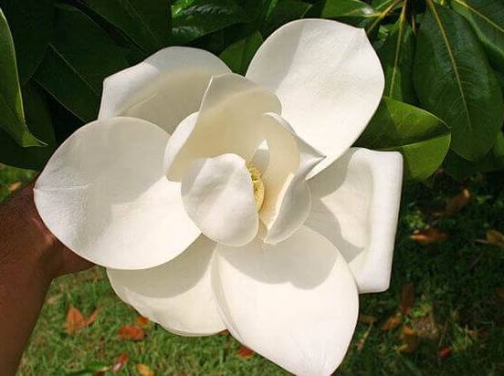 magnoliya_3.jpg
