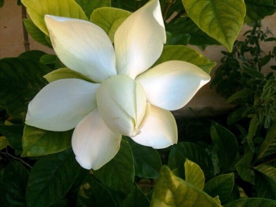 magnoliya_8.jpg