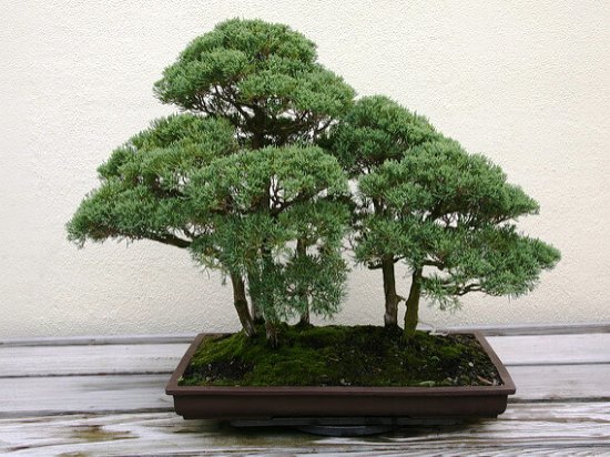 Juniperus_chinensis.jpg
