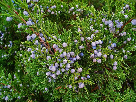 Juniperus_sabina.JPG